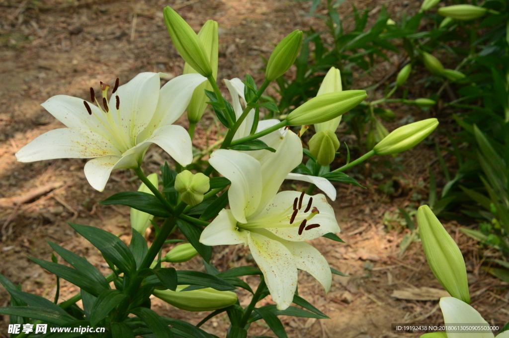 百合花
