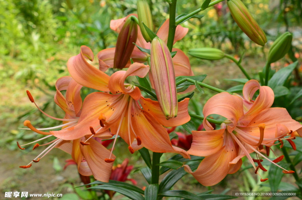 百合花