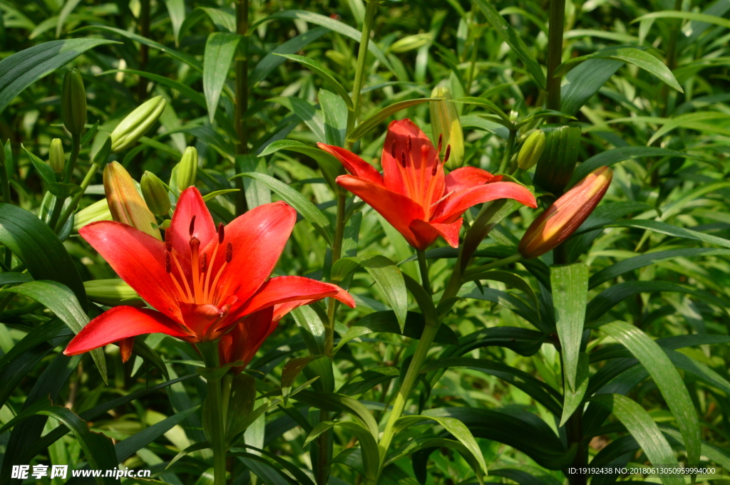 百合花