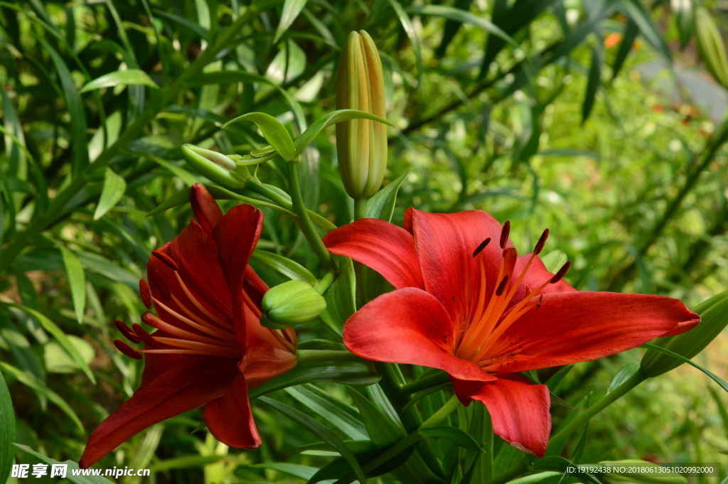 百合花