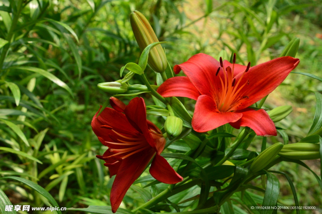 百合花