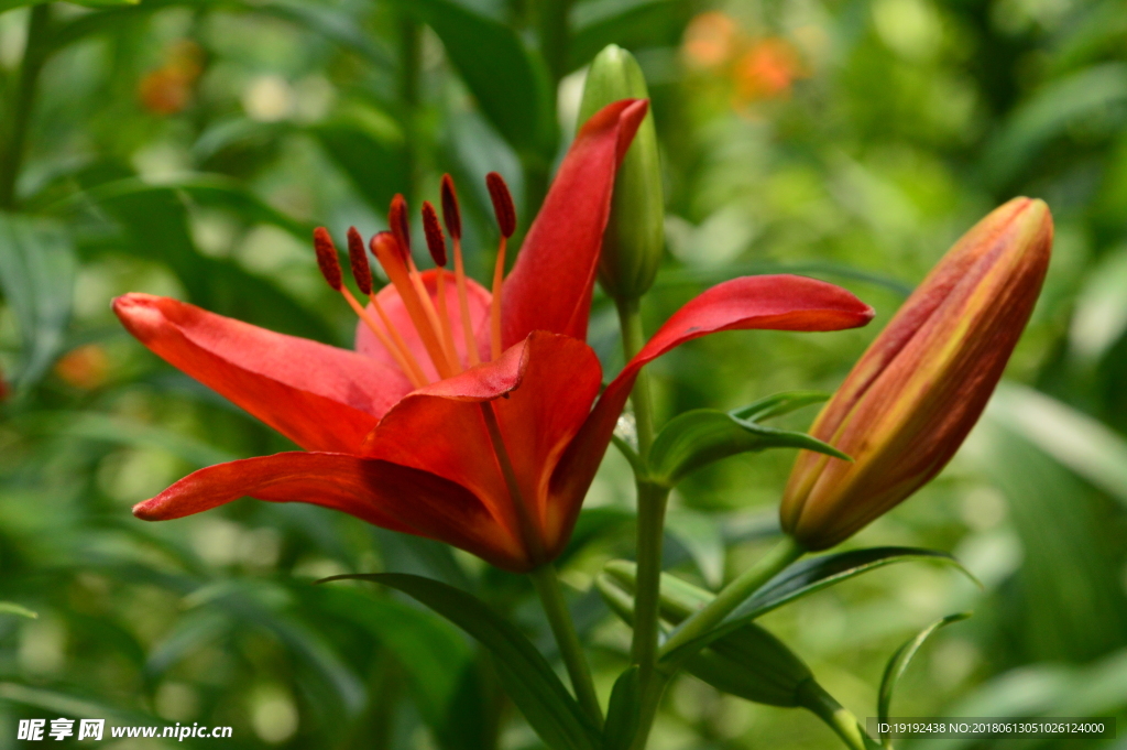 百合花