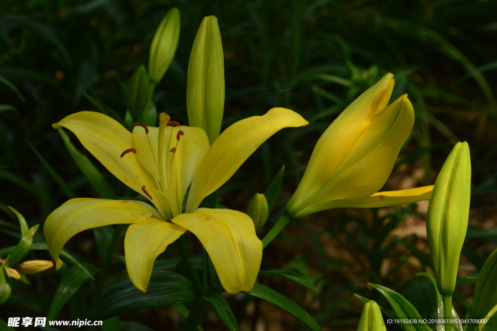 百合花