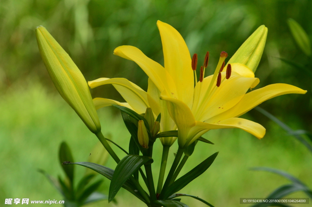 百合花