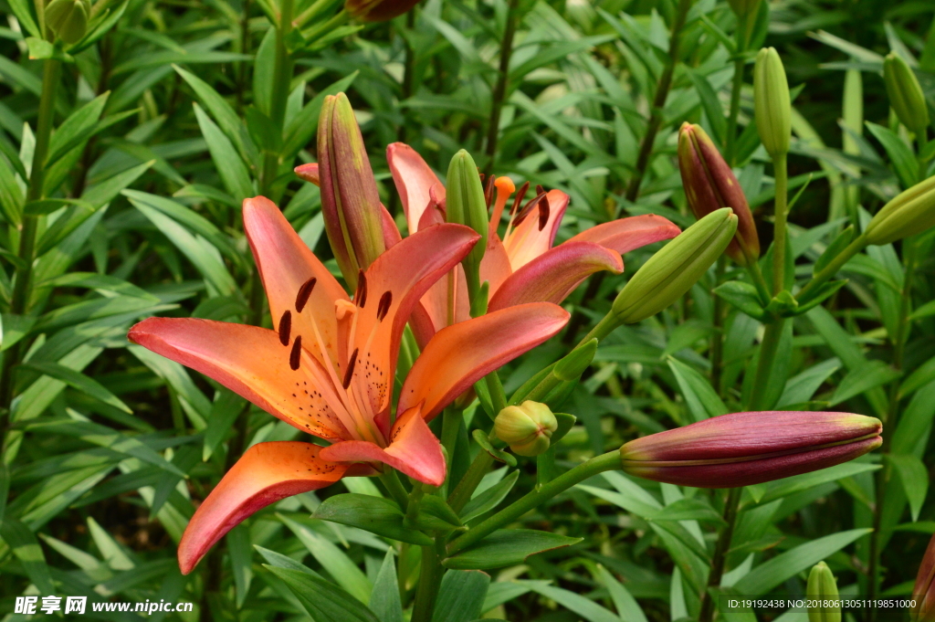 百合花