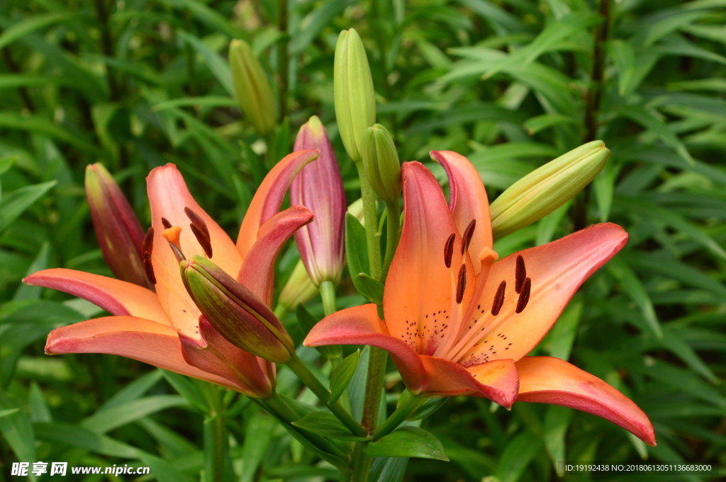 百合花