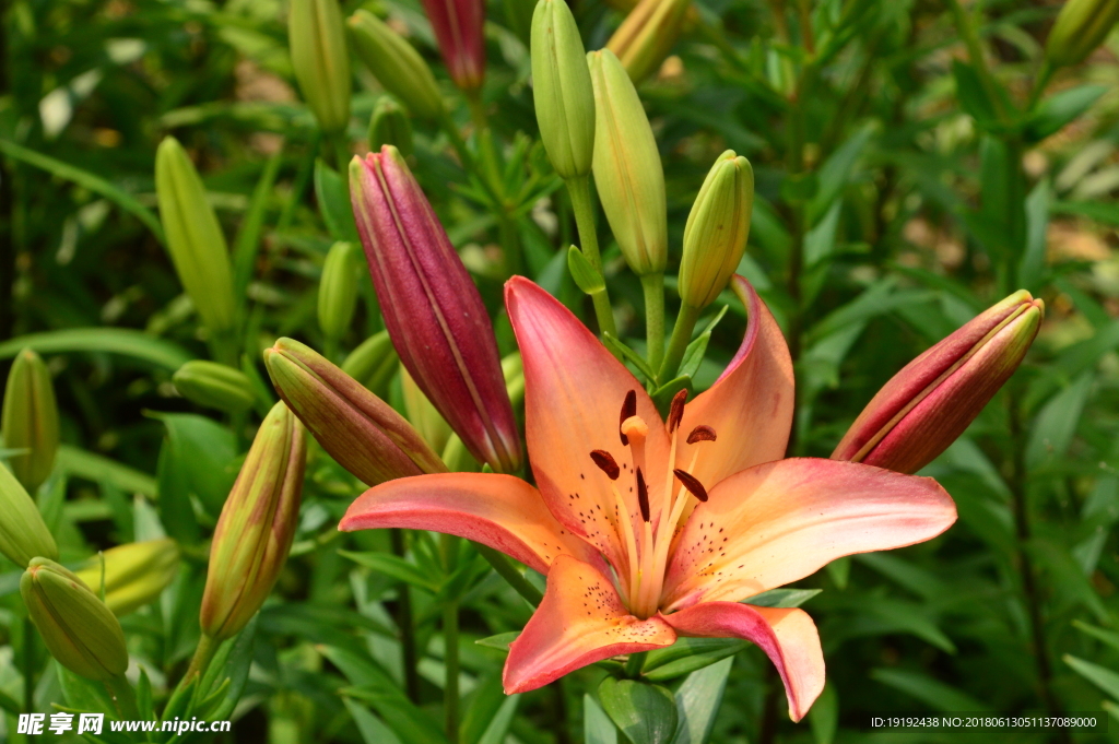 百合花