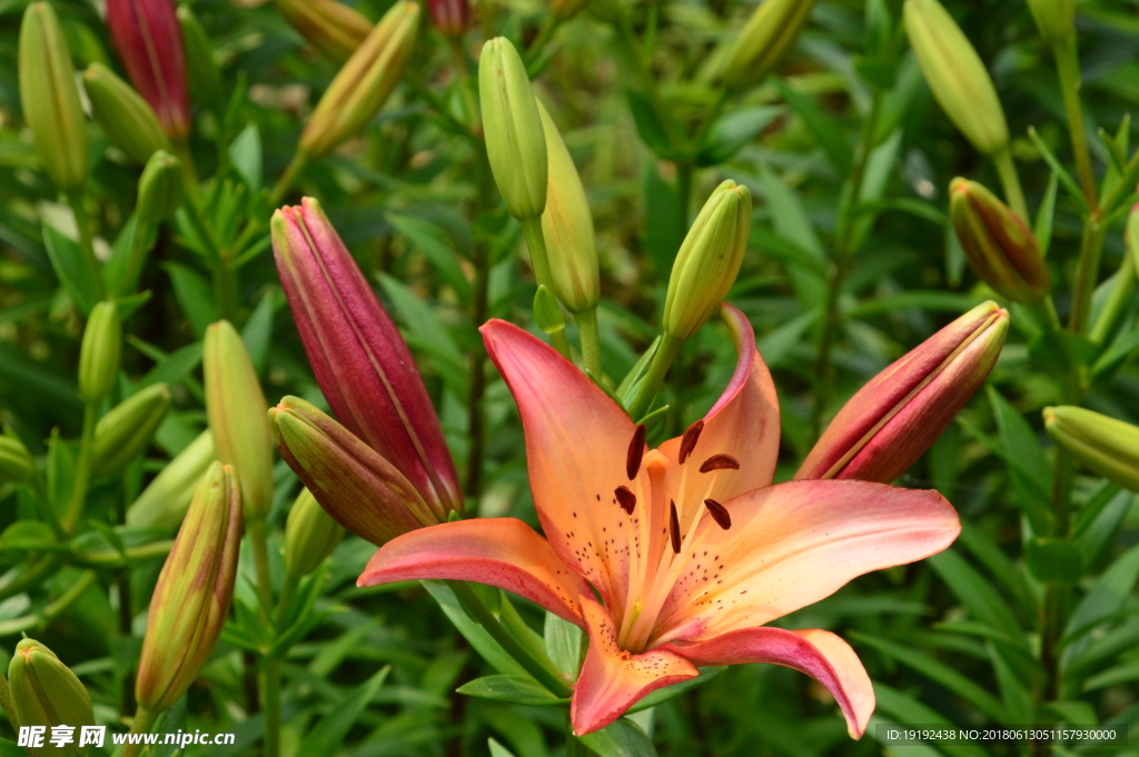 百合花