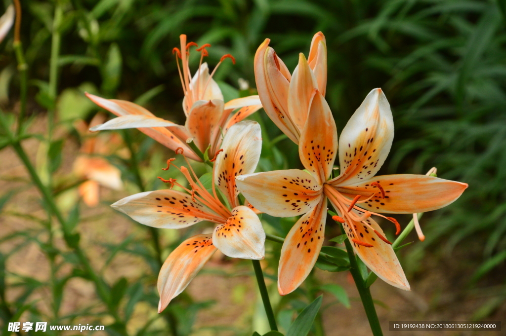 百合花