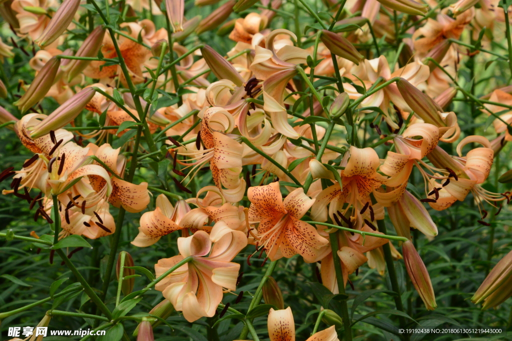 百合花