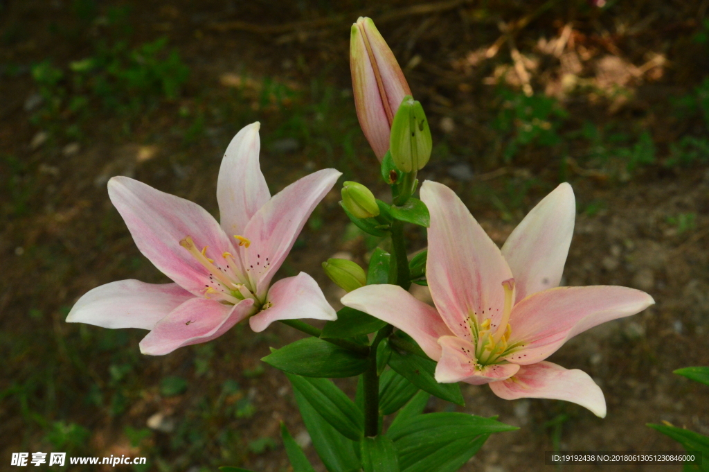 百合花
