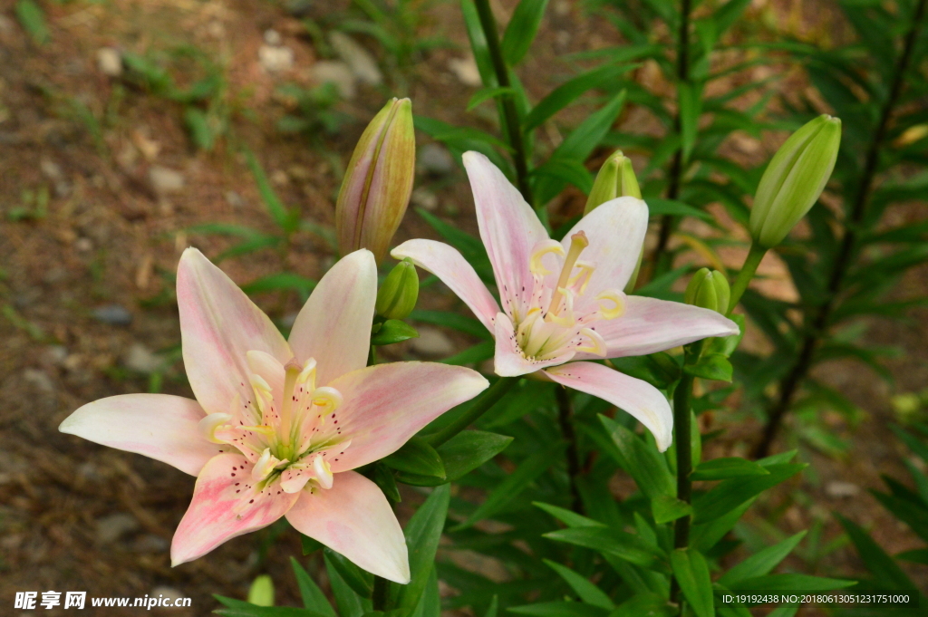 百合花