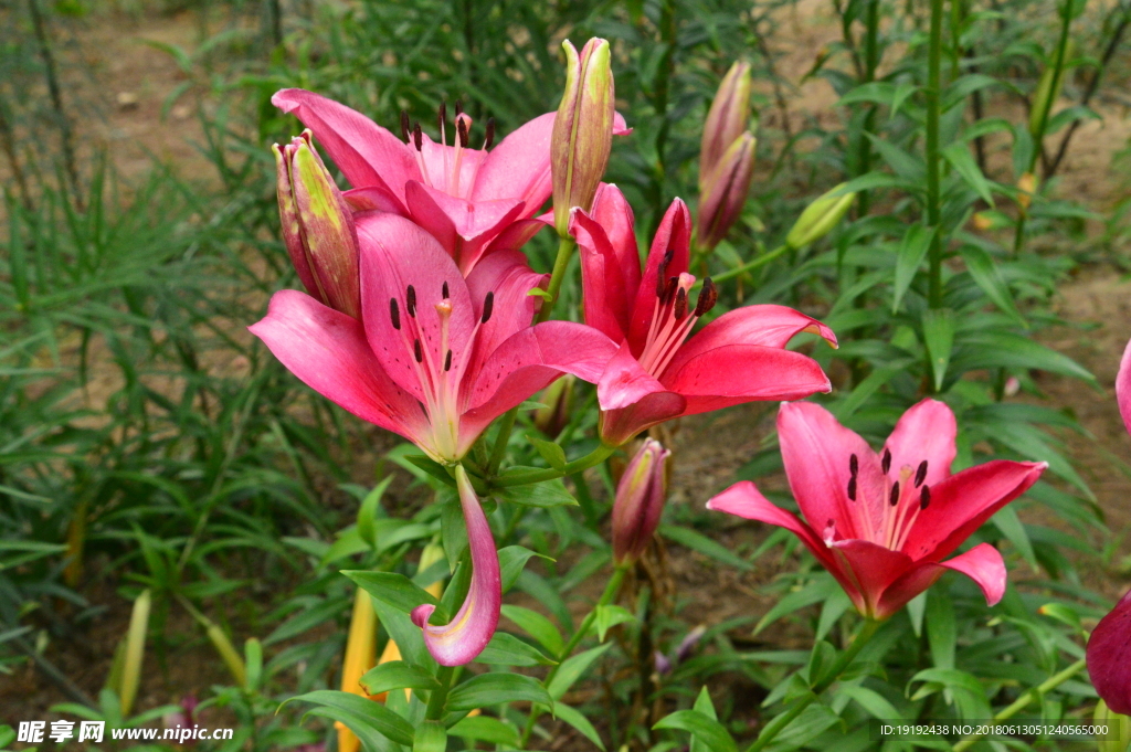 百合花