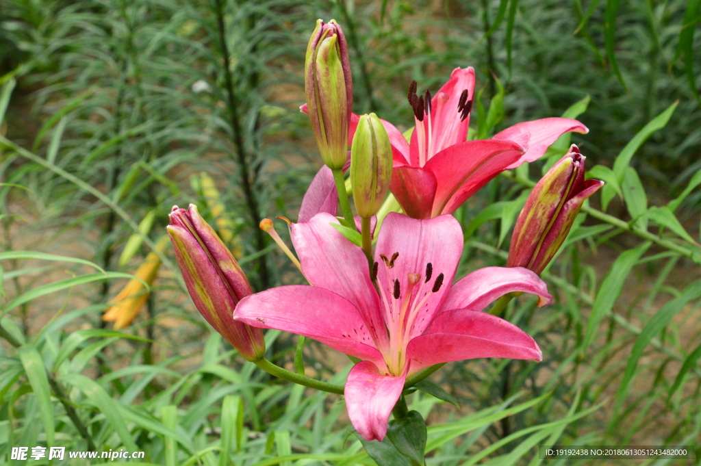 百合花