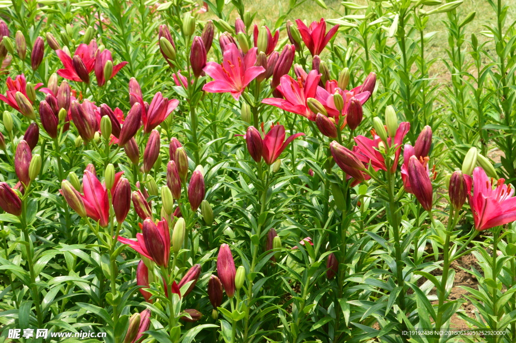 百合花
