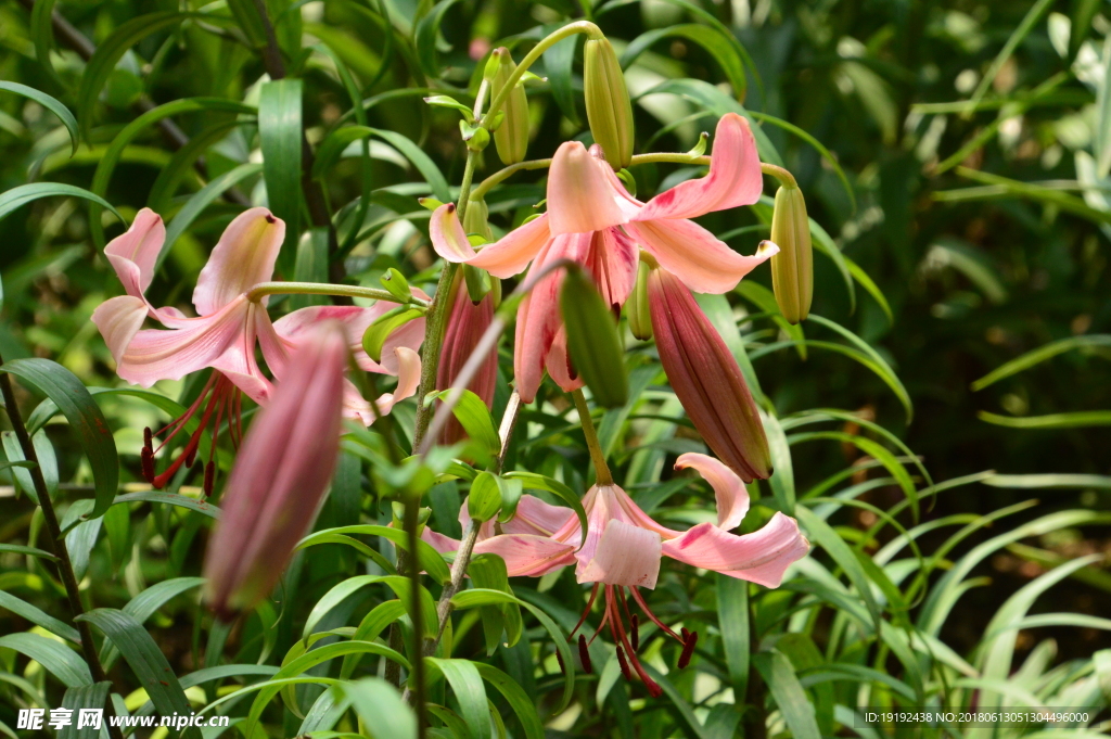 百合花