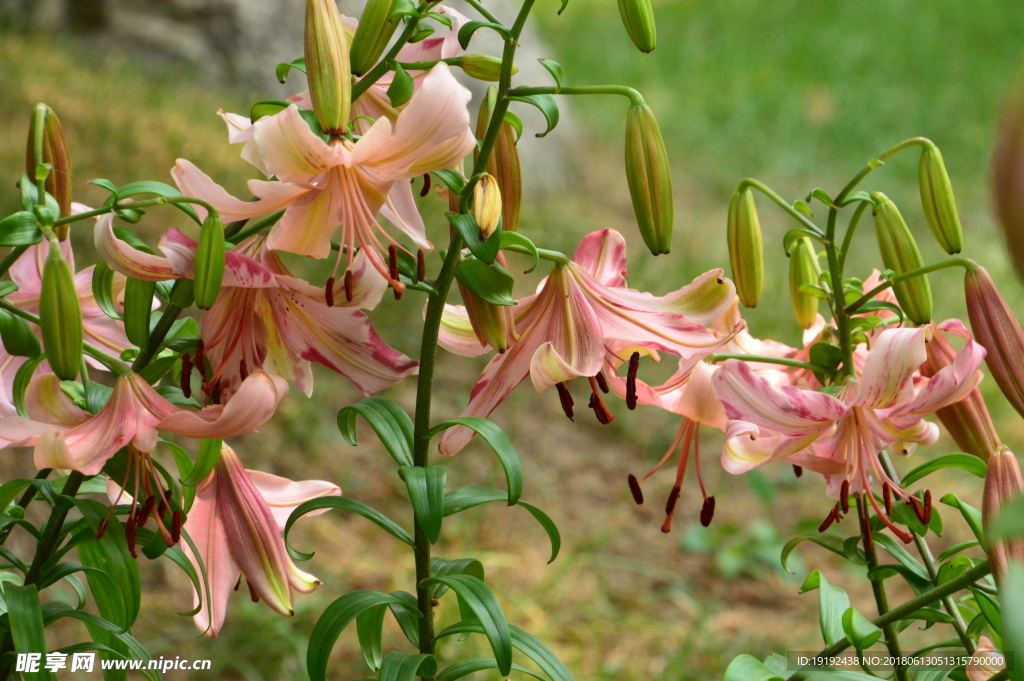 百合花