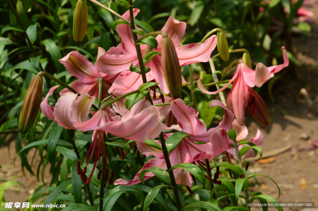 百合花