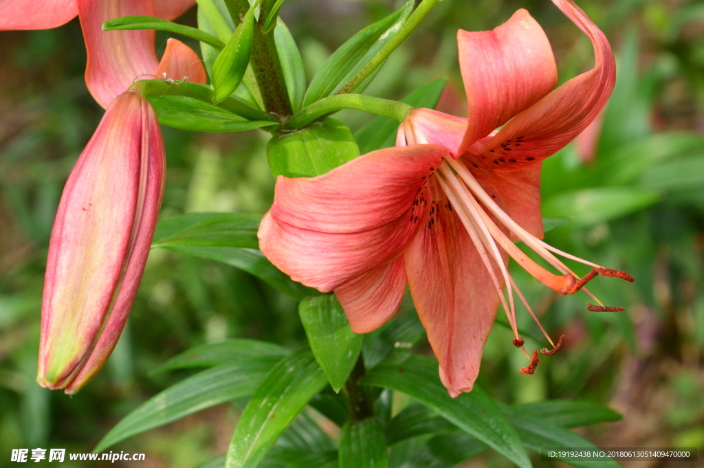 百合花