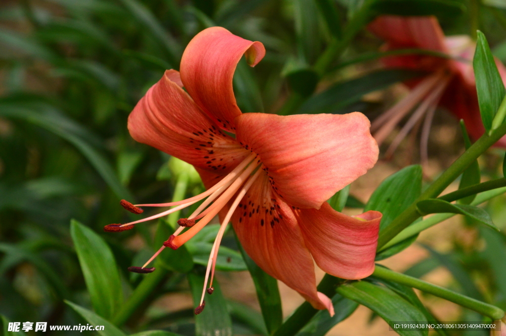 百合花