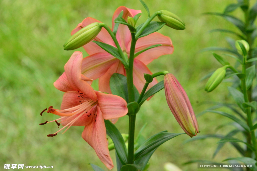 百合花