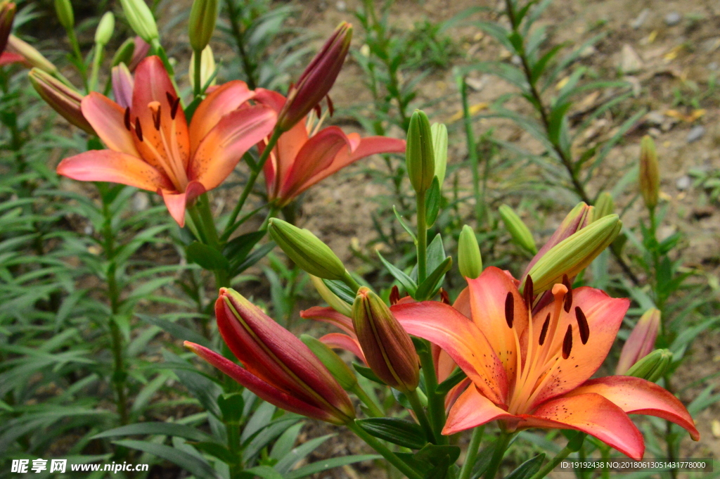 百合花