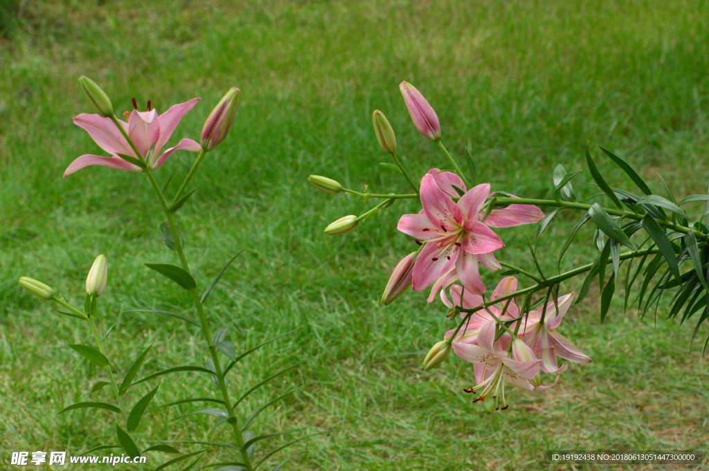 百合花