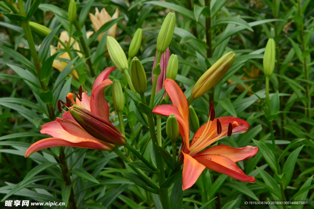 百合花