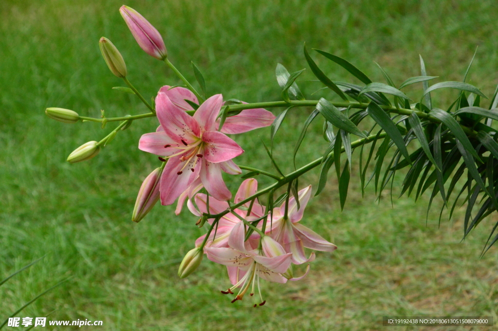 百合花
