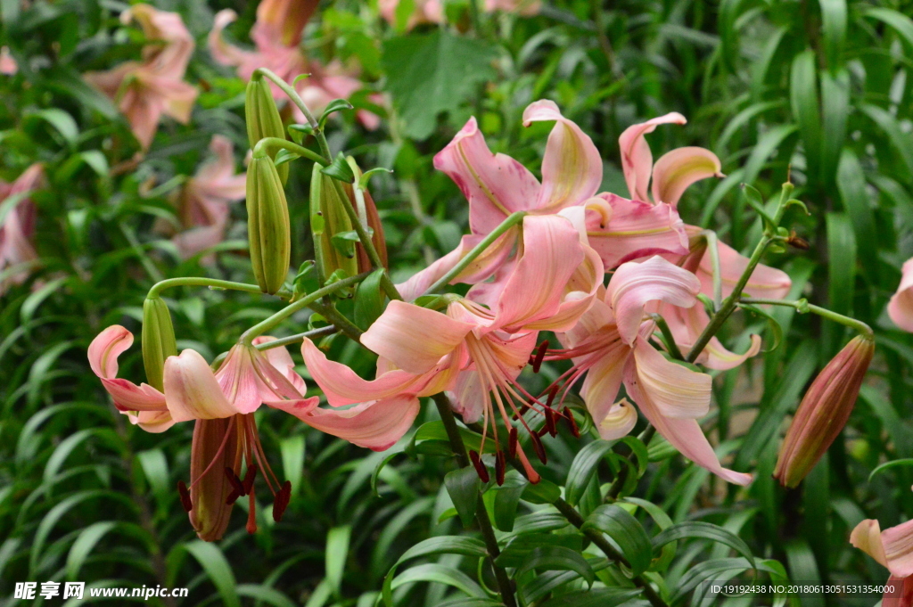 百合花
