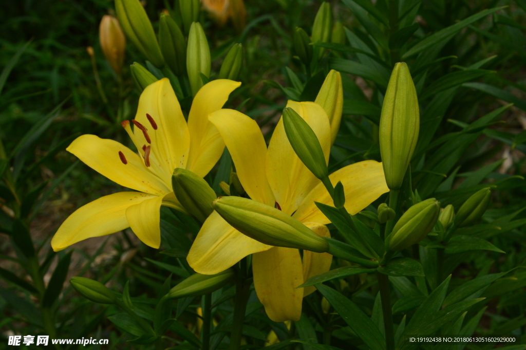 百合花
