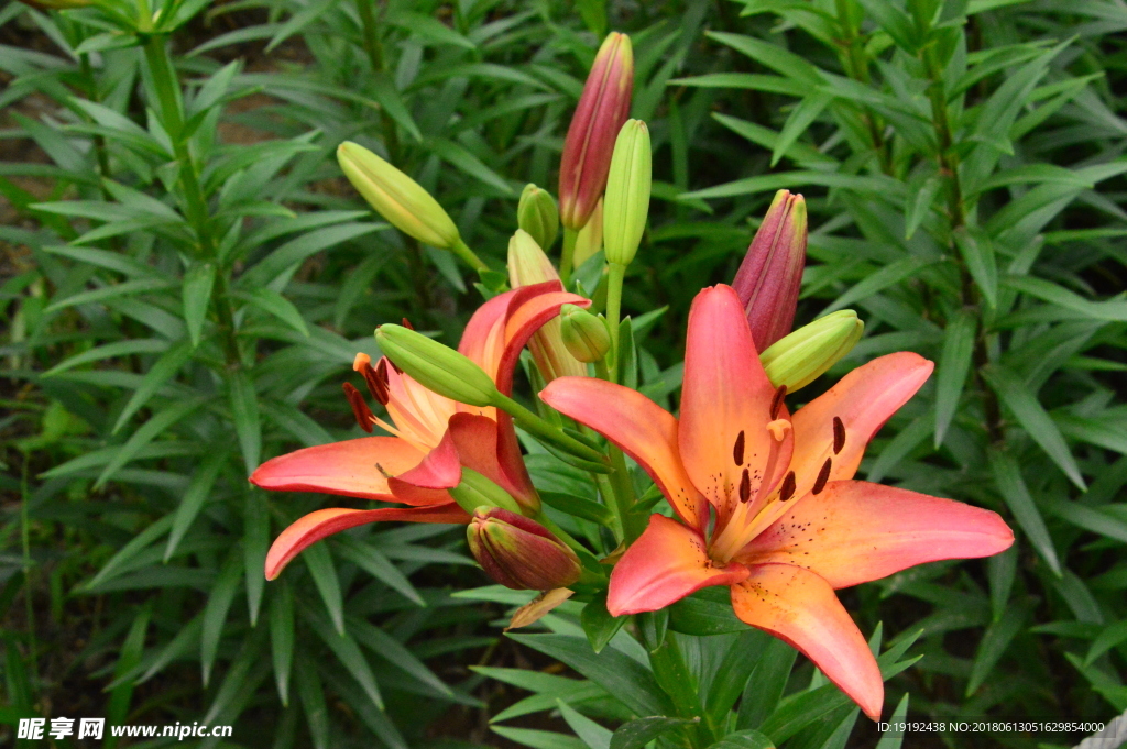 百合花