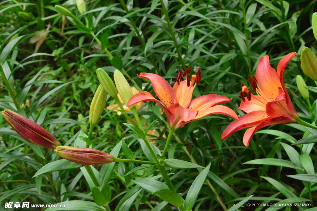 百合花