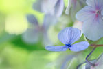 小花