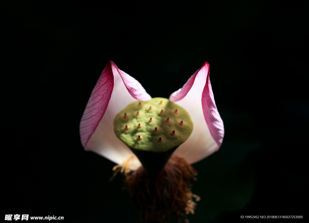 荷