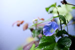 牵牛花