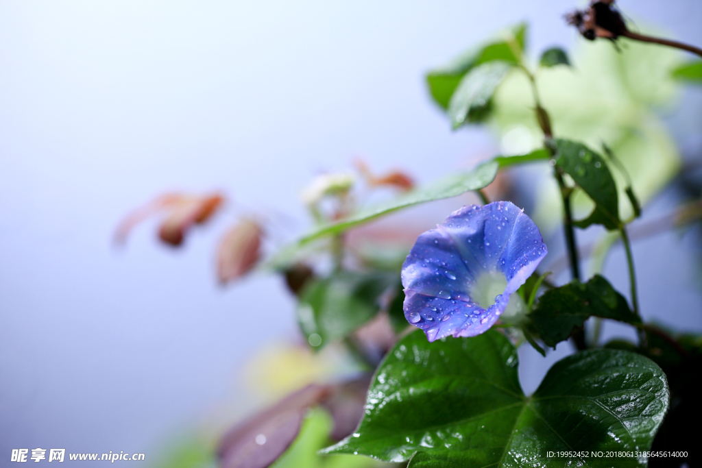 牵牛花
