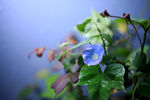牵牛花