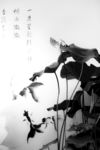 荷