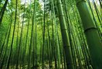 竹林