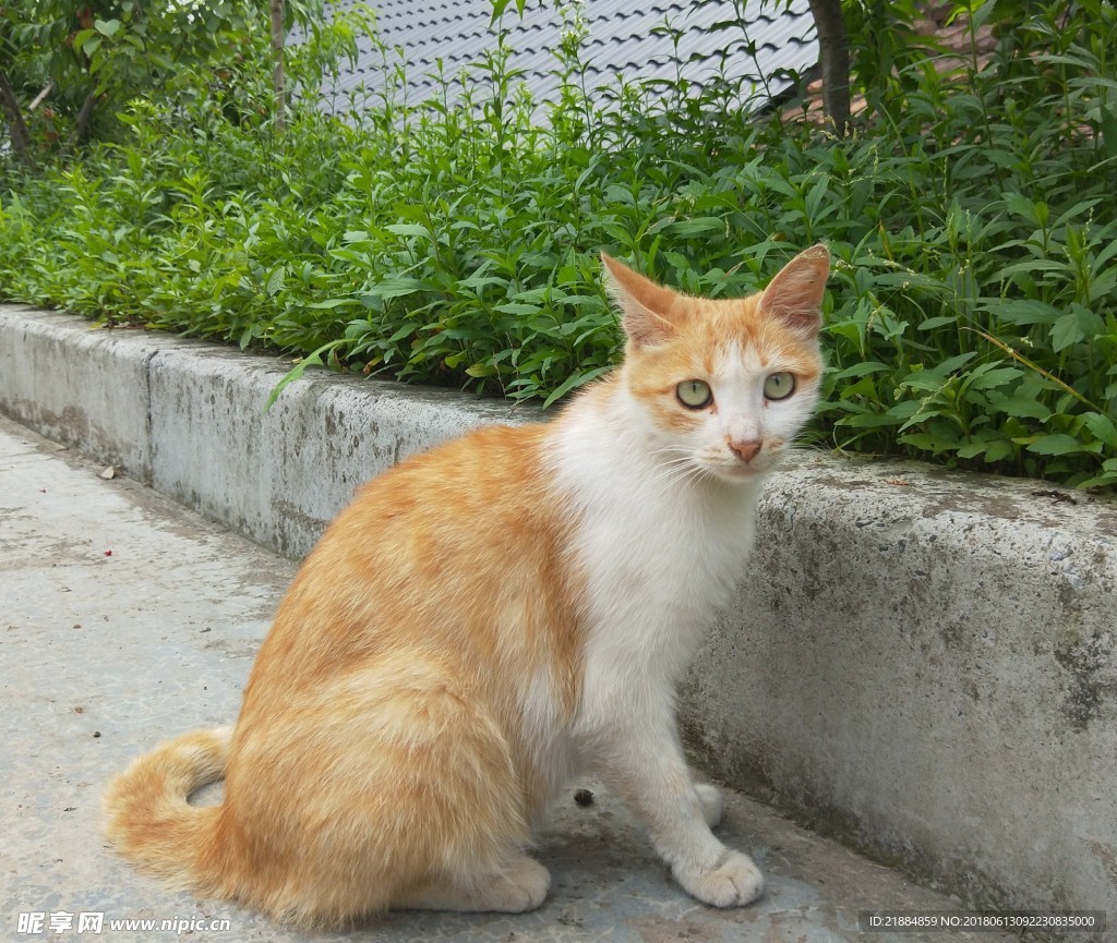 猫