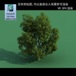 3D灌木模型 3D植物模型 绿