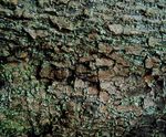自然材质 树皮