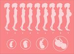 女性怀孕过程图