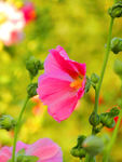 蜀葵花