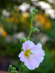 蜀葵花