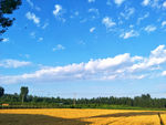 麦田风光