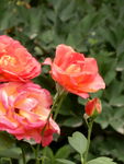 月季花