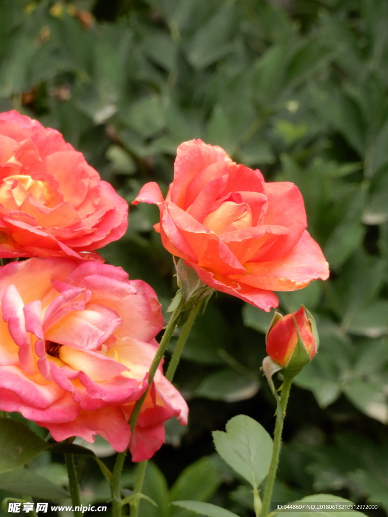 月季花