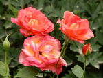 月季花